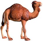 Camel<br>Dolfi Raffaello Nativity
